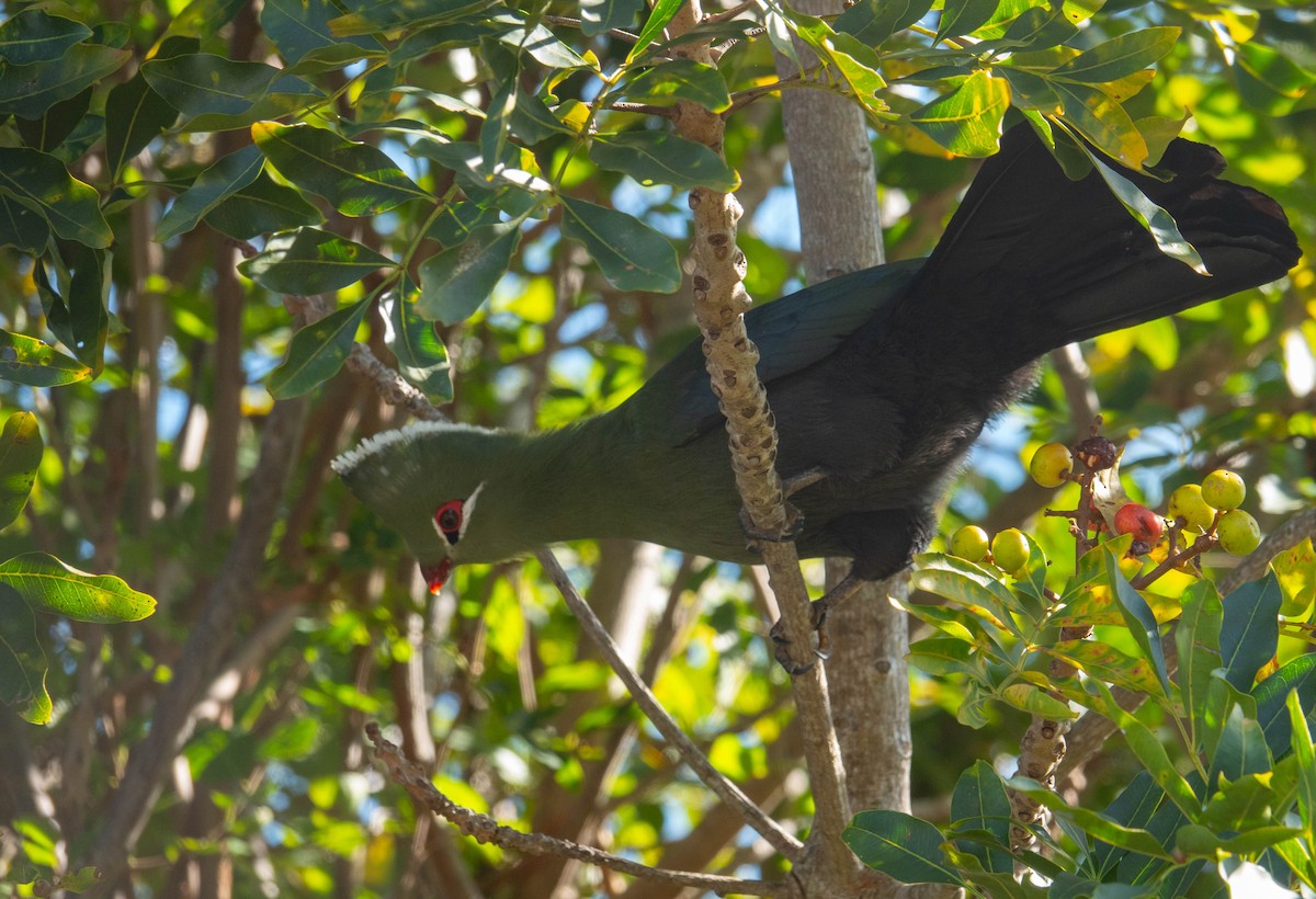 Knysna Turaco - ML633976952