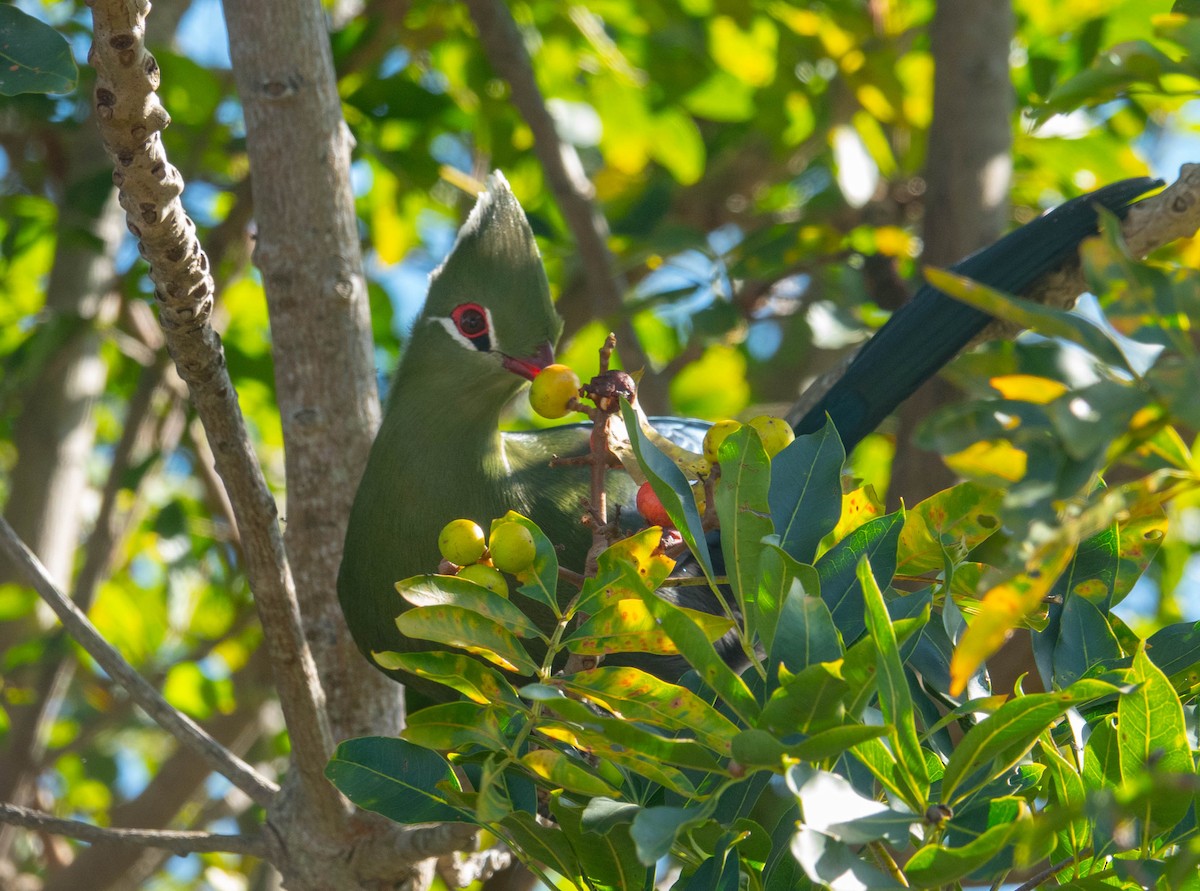 Knysna Turaco - ML633976954