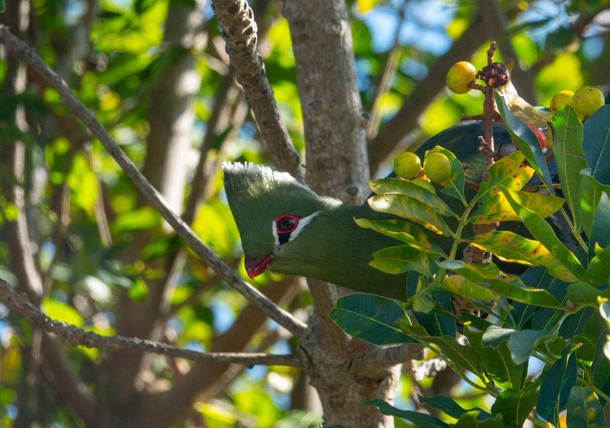 Knysna Turaco - ML633976955