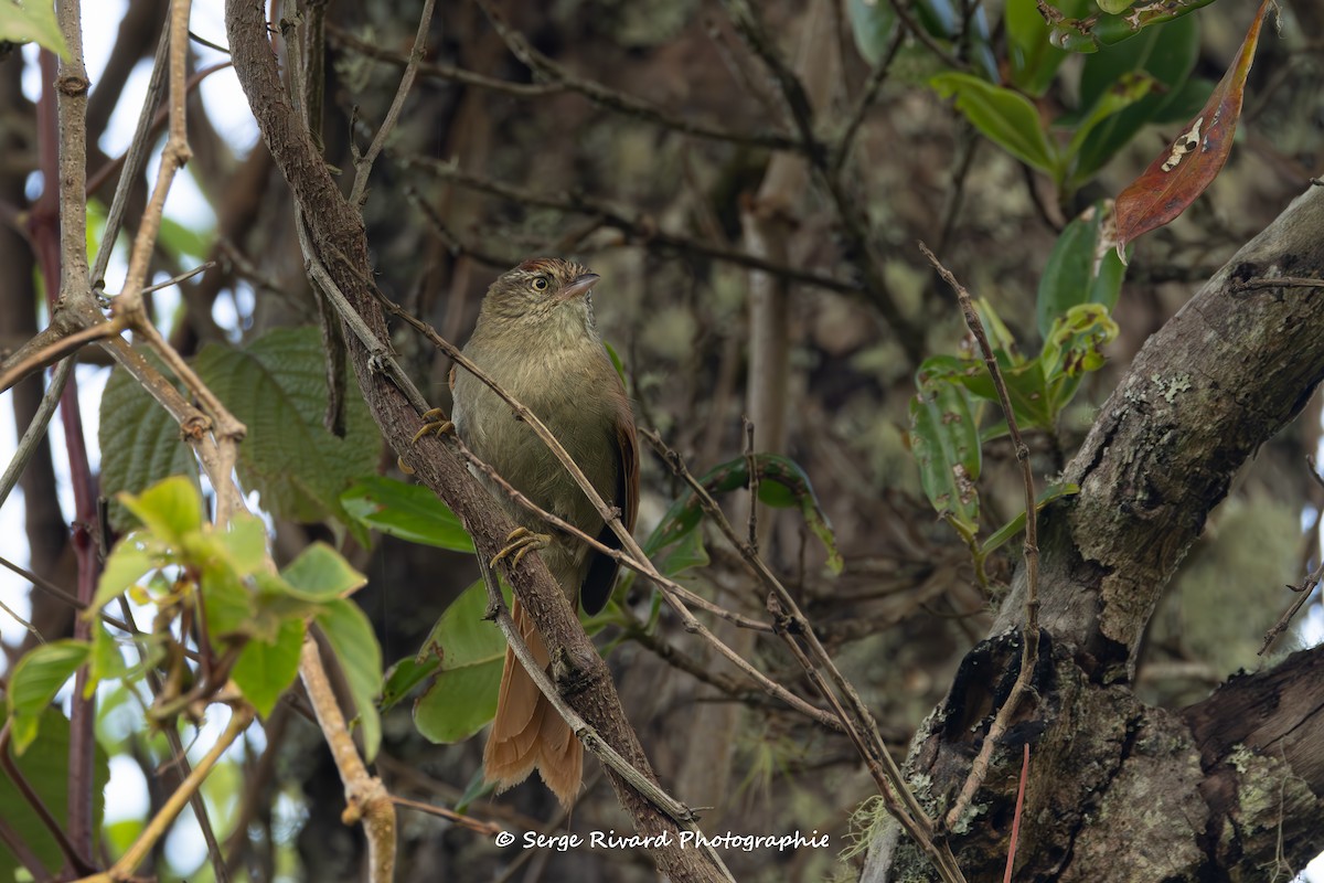 Streak-capped Spinetail - ML633976999