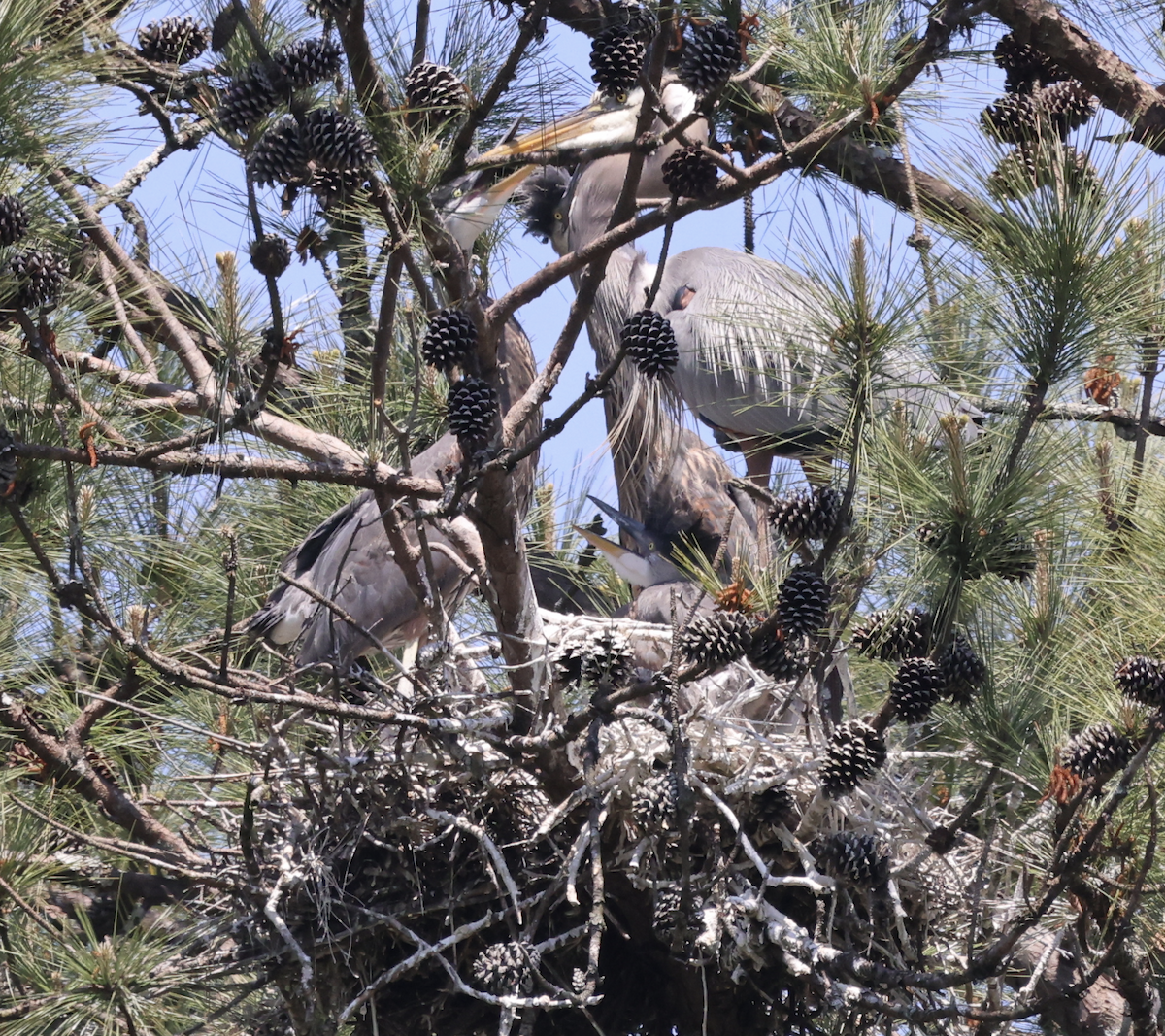 Great Blue Heron - ML633977045