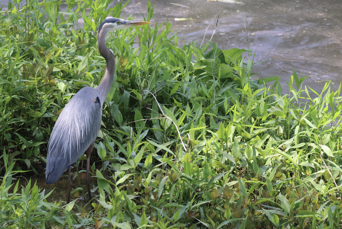 Great Blue Heron - ML633977046