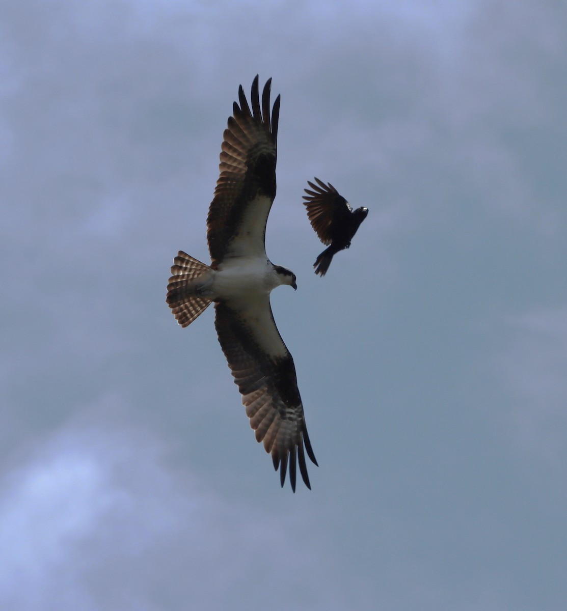 Osprey - ML633977123