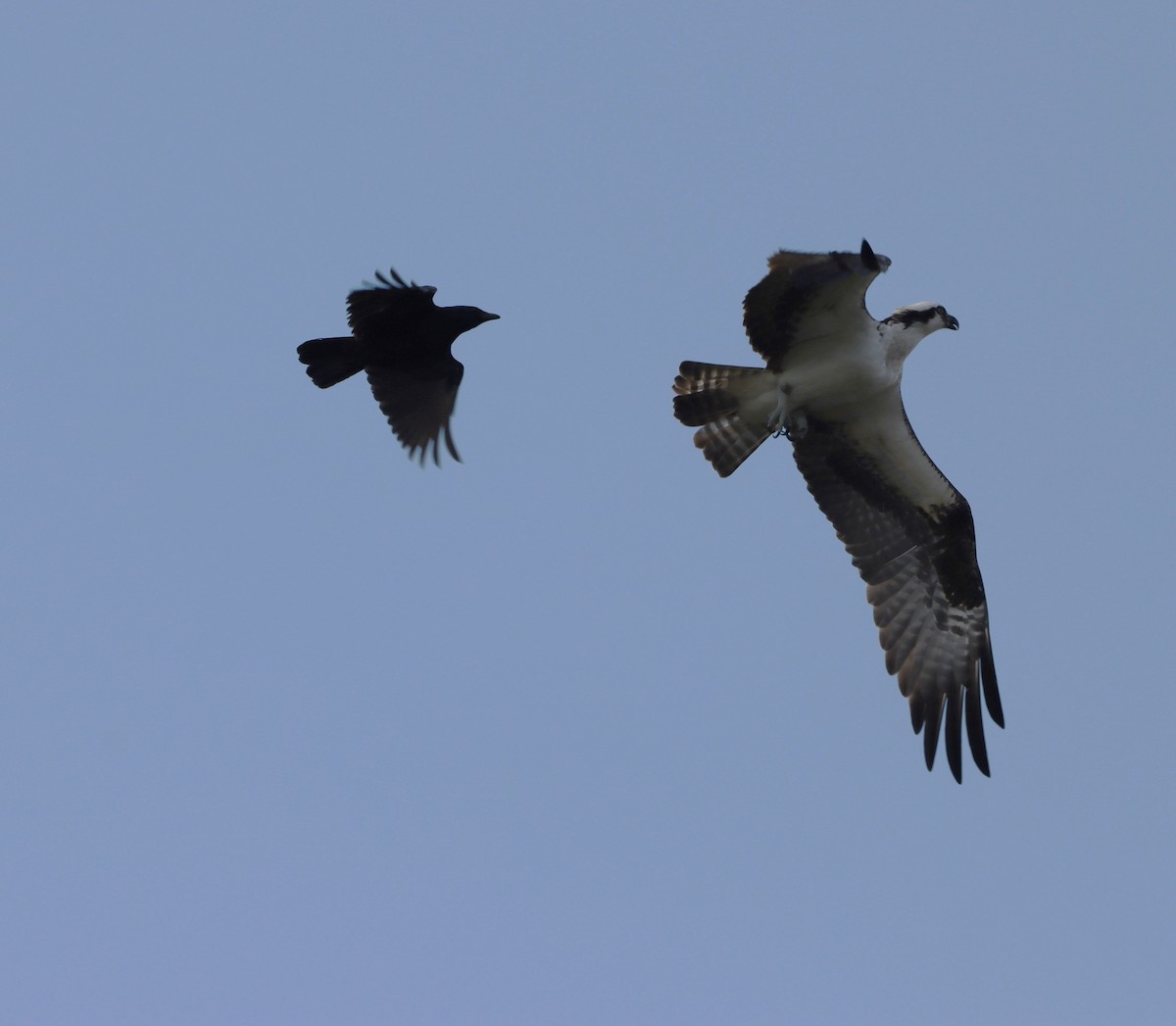 Osprey - ML633977140