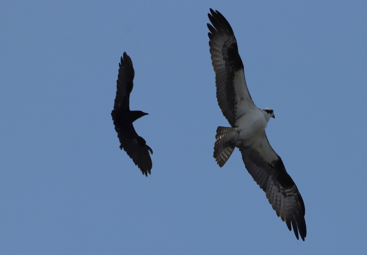 Osprey - ML633977152