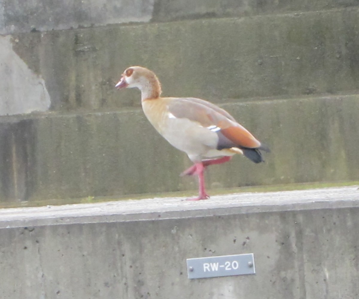 Egyptian Goose - ML63397751