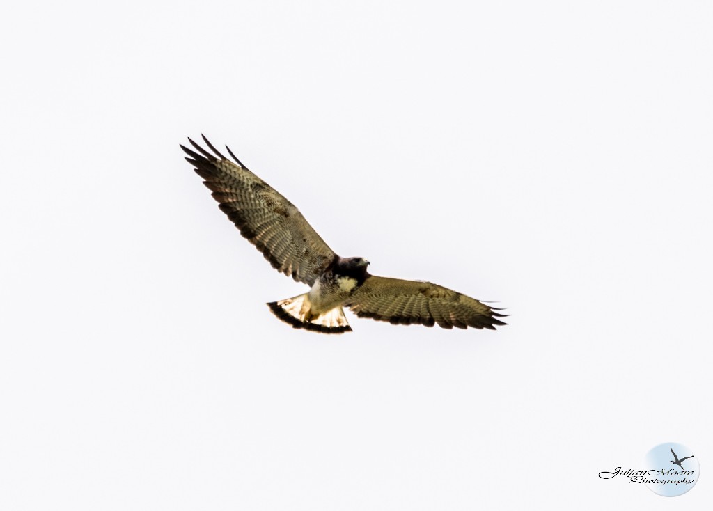 White-tailed Hawk - ML633977560