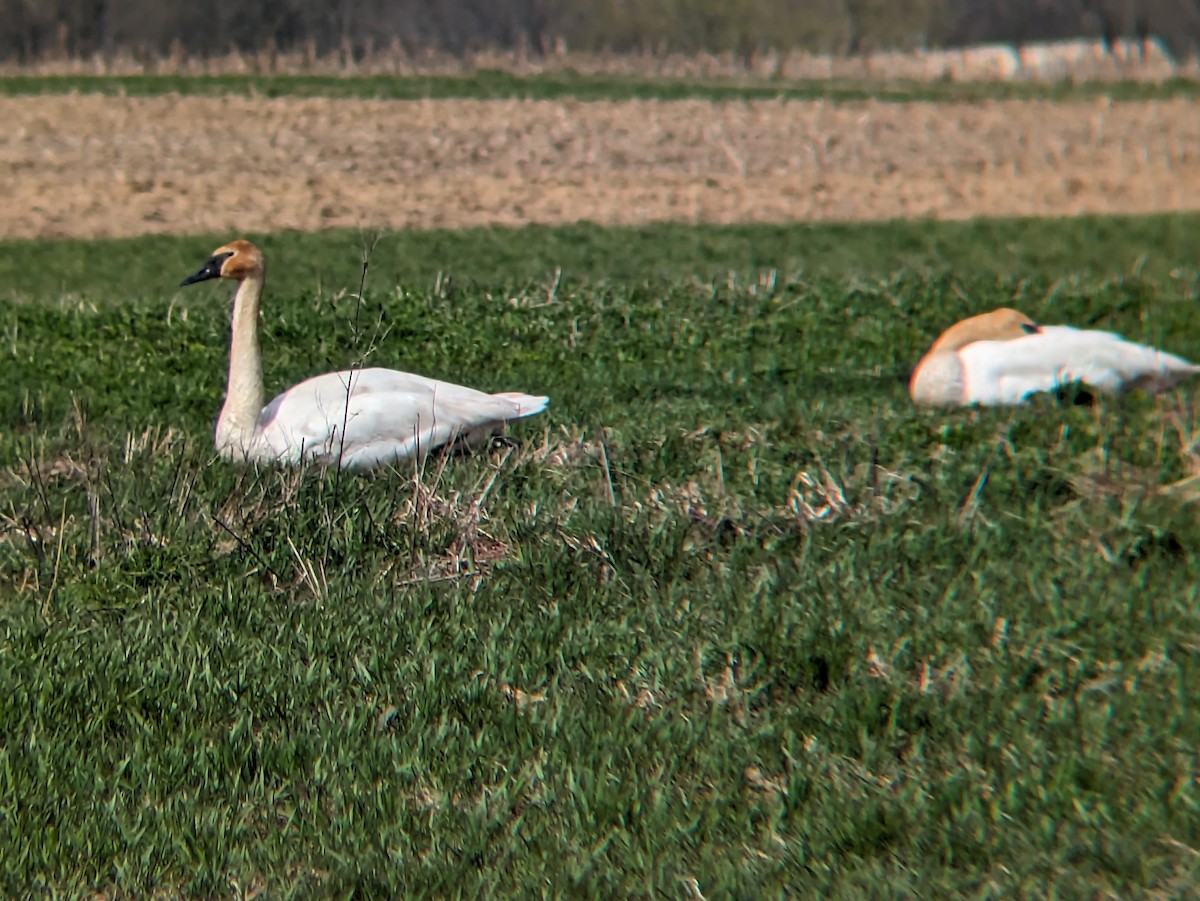 labuť trubač - ML633977751