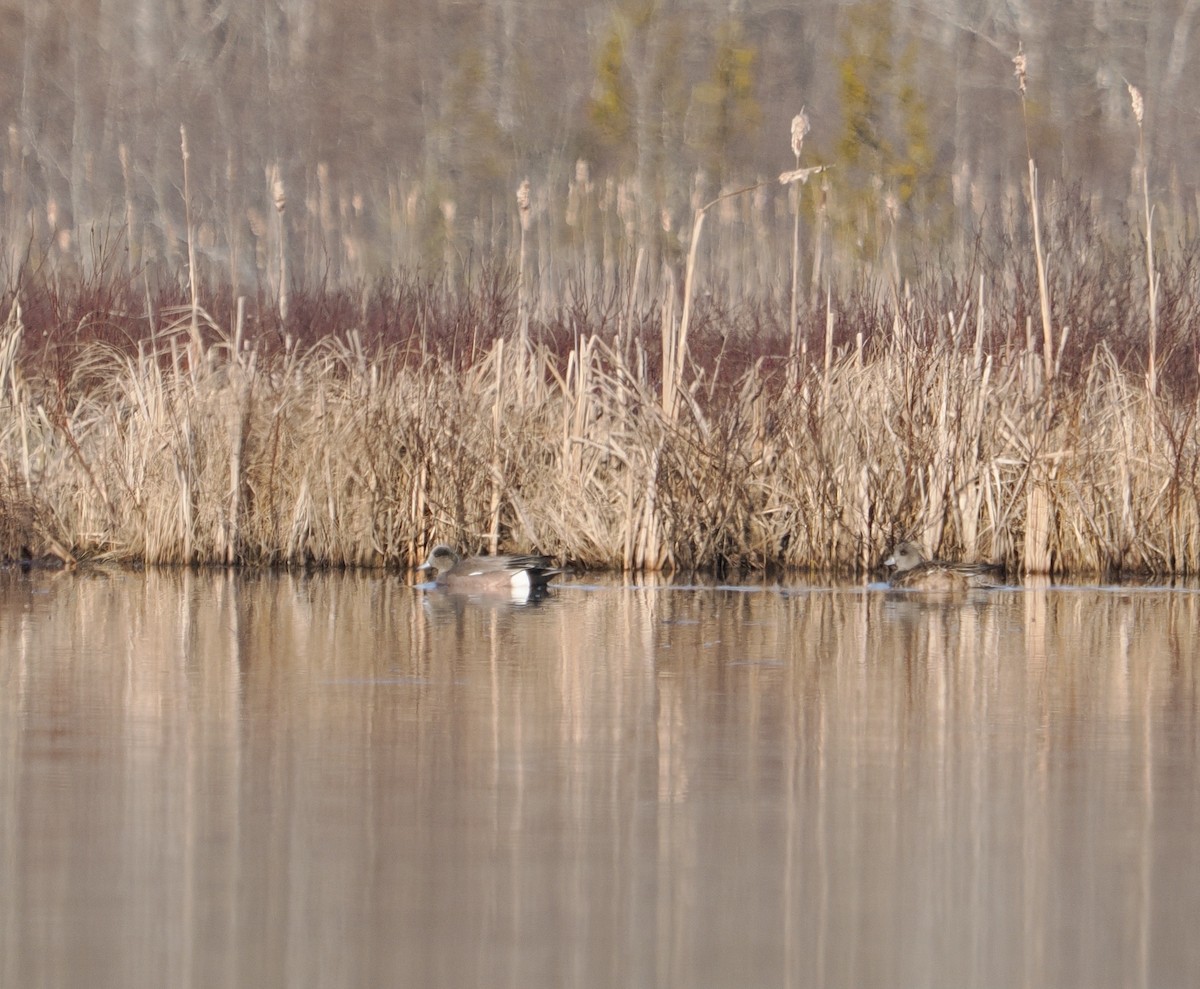 American Wigeon - ML633977784