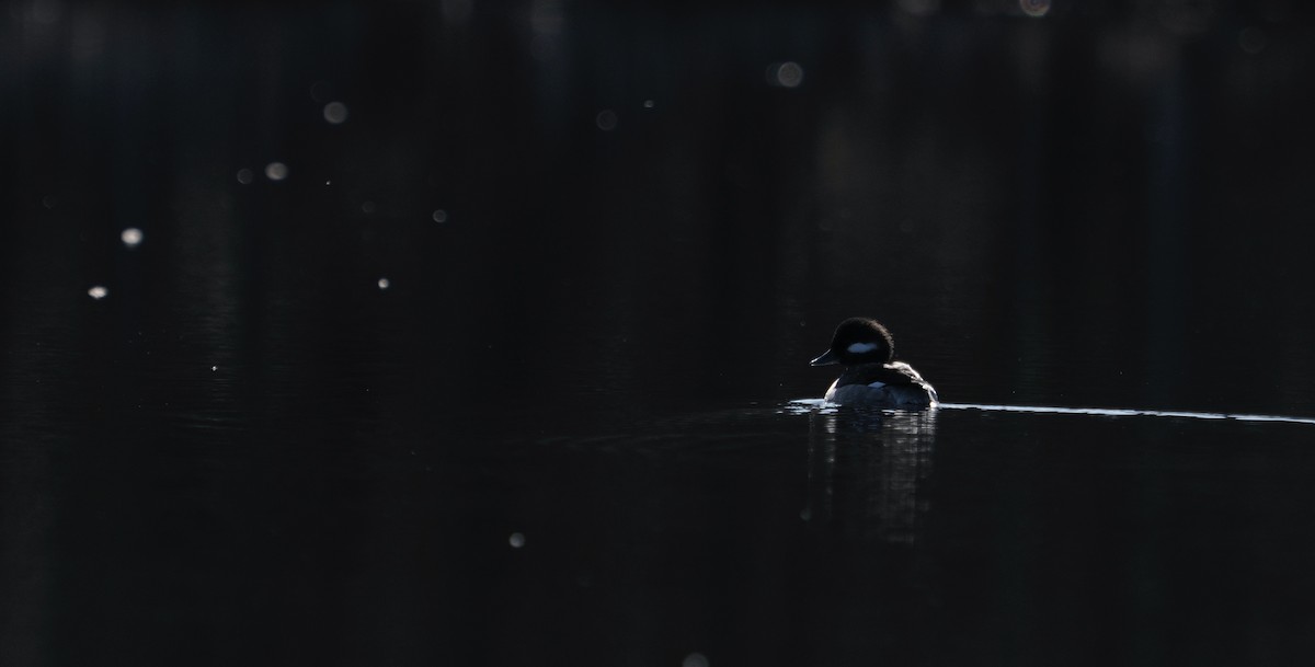 Bufflehead - ML633977790