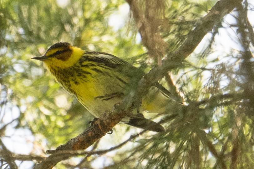 Cape May Warbler - ML633977833