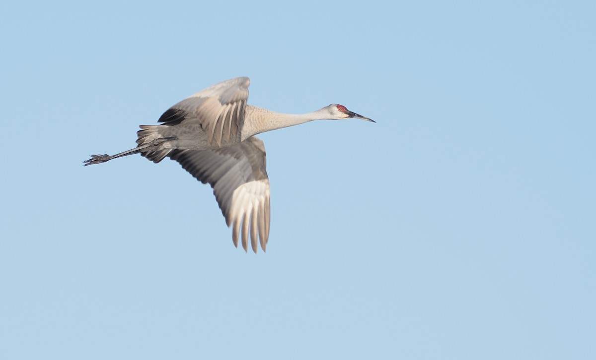 Sandhill Crane - ML633977859
