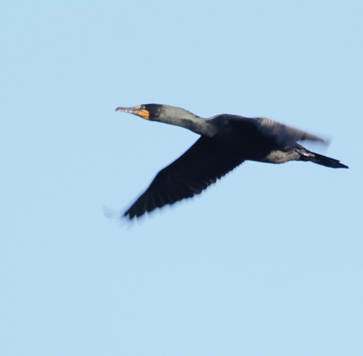 Double-crested Cormorant - ML633977866