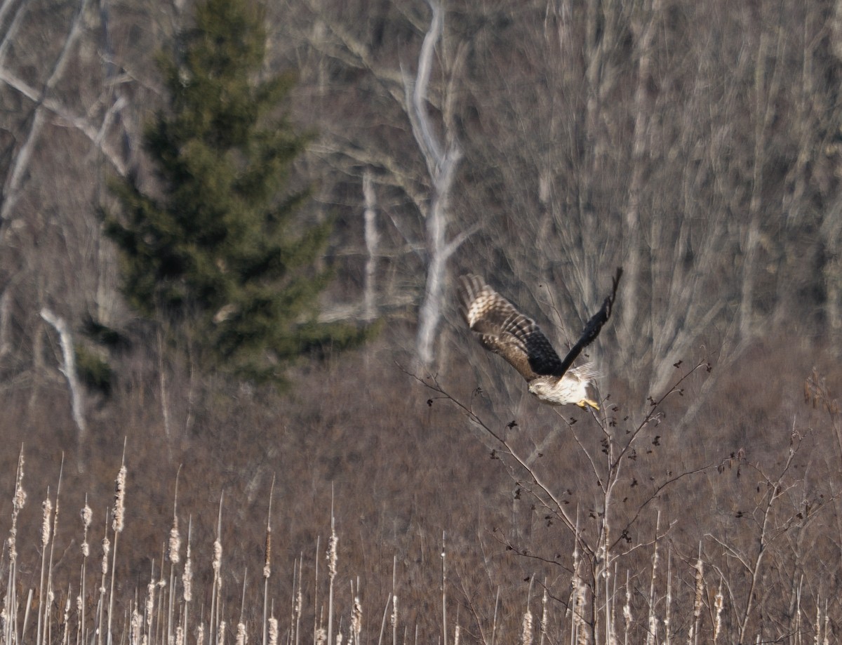 Red-shouldered Hawk - ML633977948