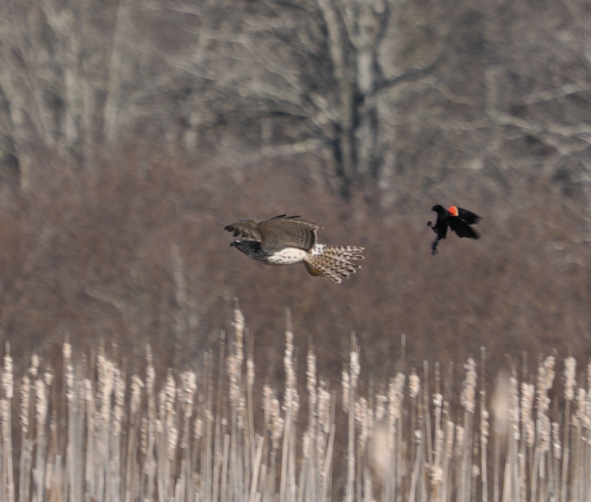 Red-shouldered Hawk - ML633977956