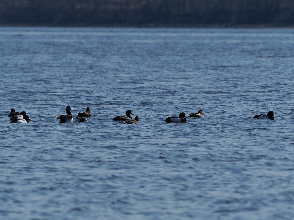Greater Scaup - ML633978013