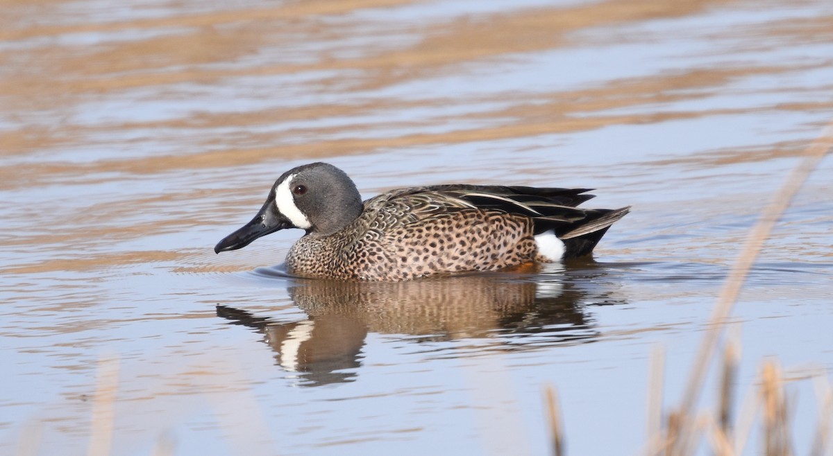 Blue-winged Teal - Danielle Cayer