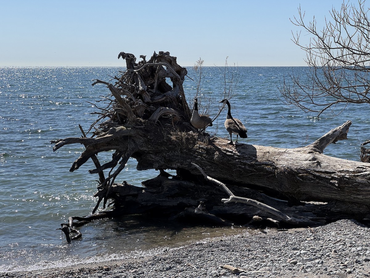 Canada Goose - ML633978139