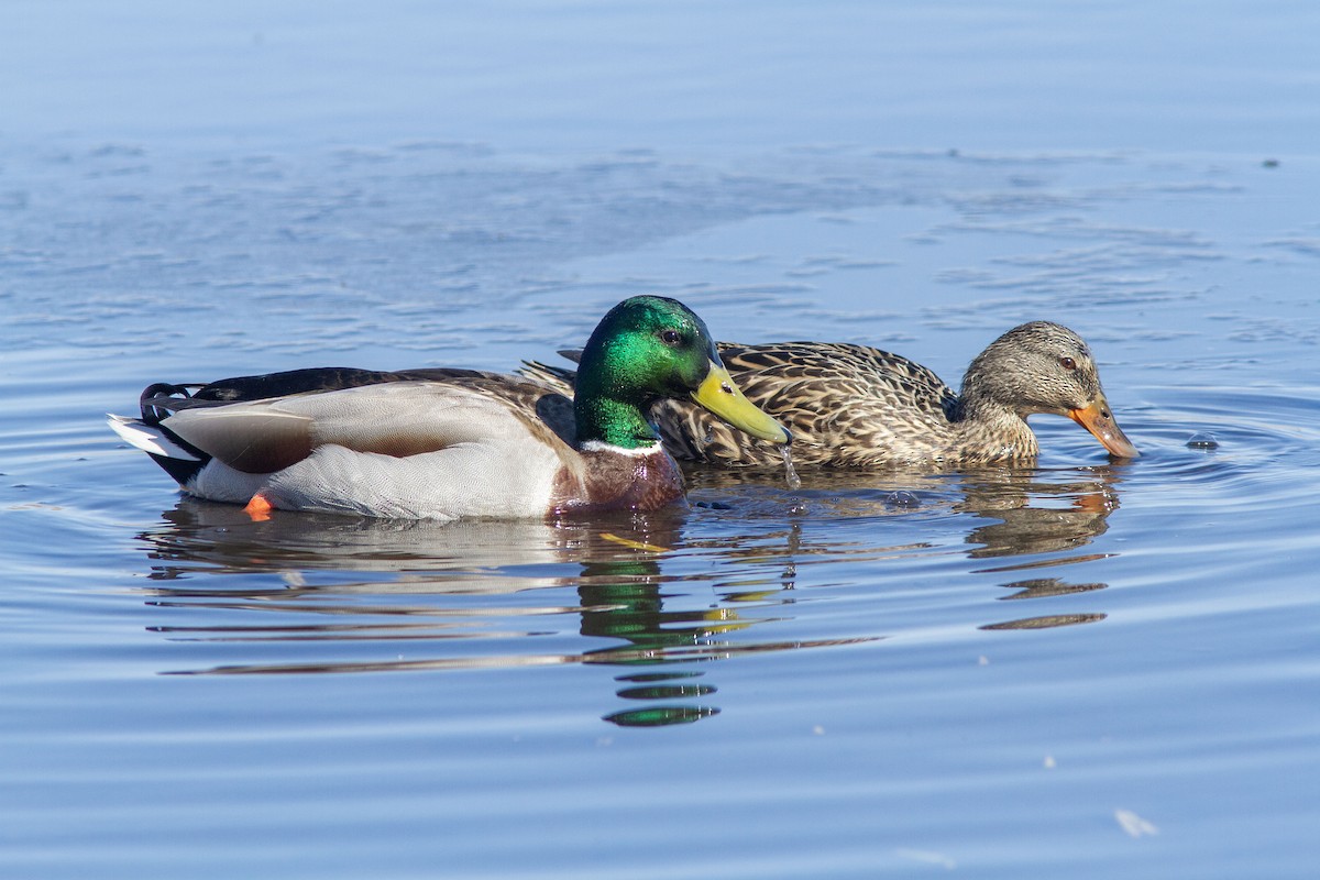 Mallard - ML633978194