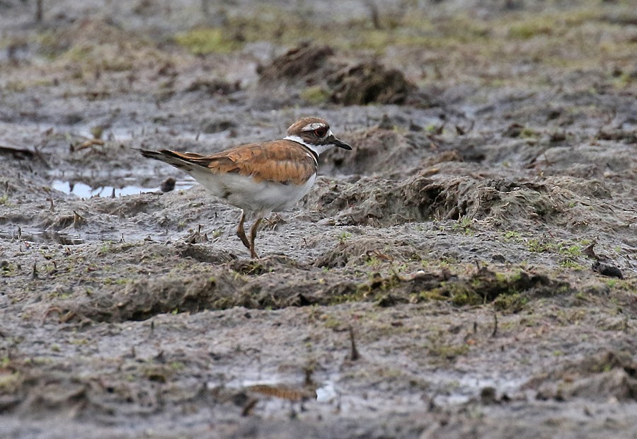 Killdeer - ML63397821