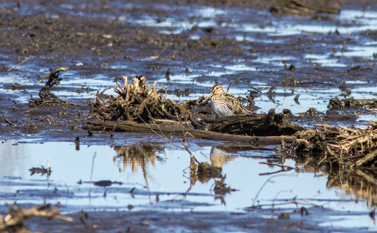 Wilson's Snipe - ML633978218