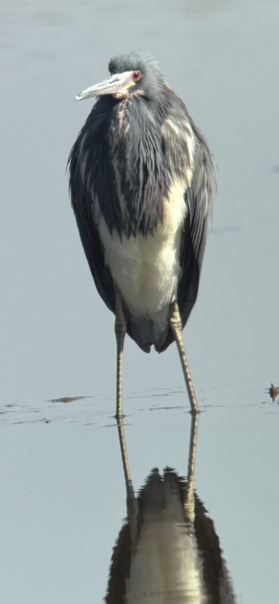 Tricolored Heron - ML633978219
