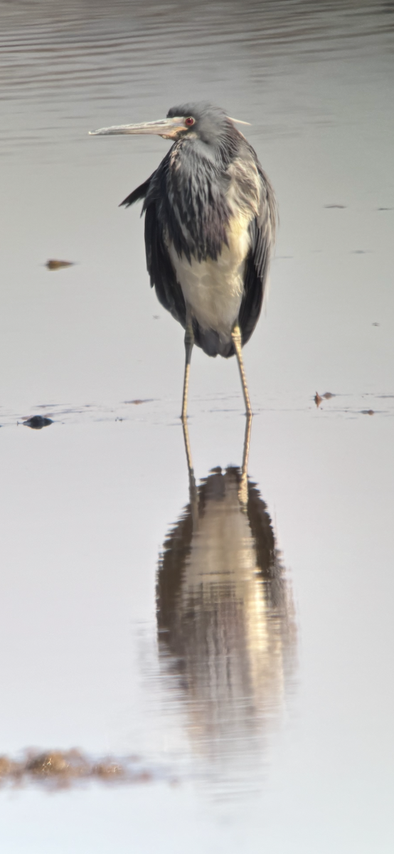 Tricolored Heron - ML633978220