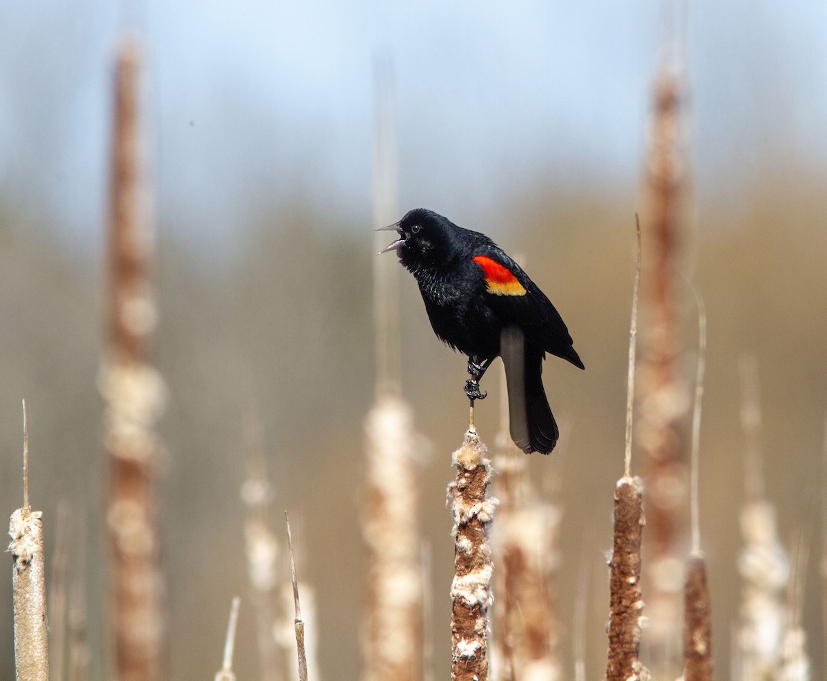 Red-winged Blackbird - ML633978268