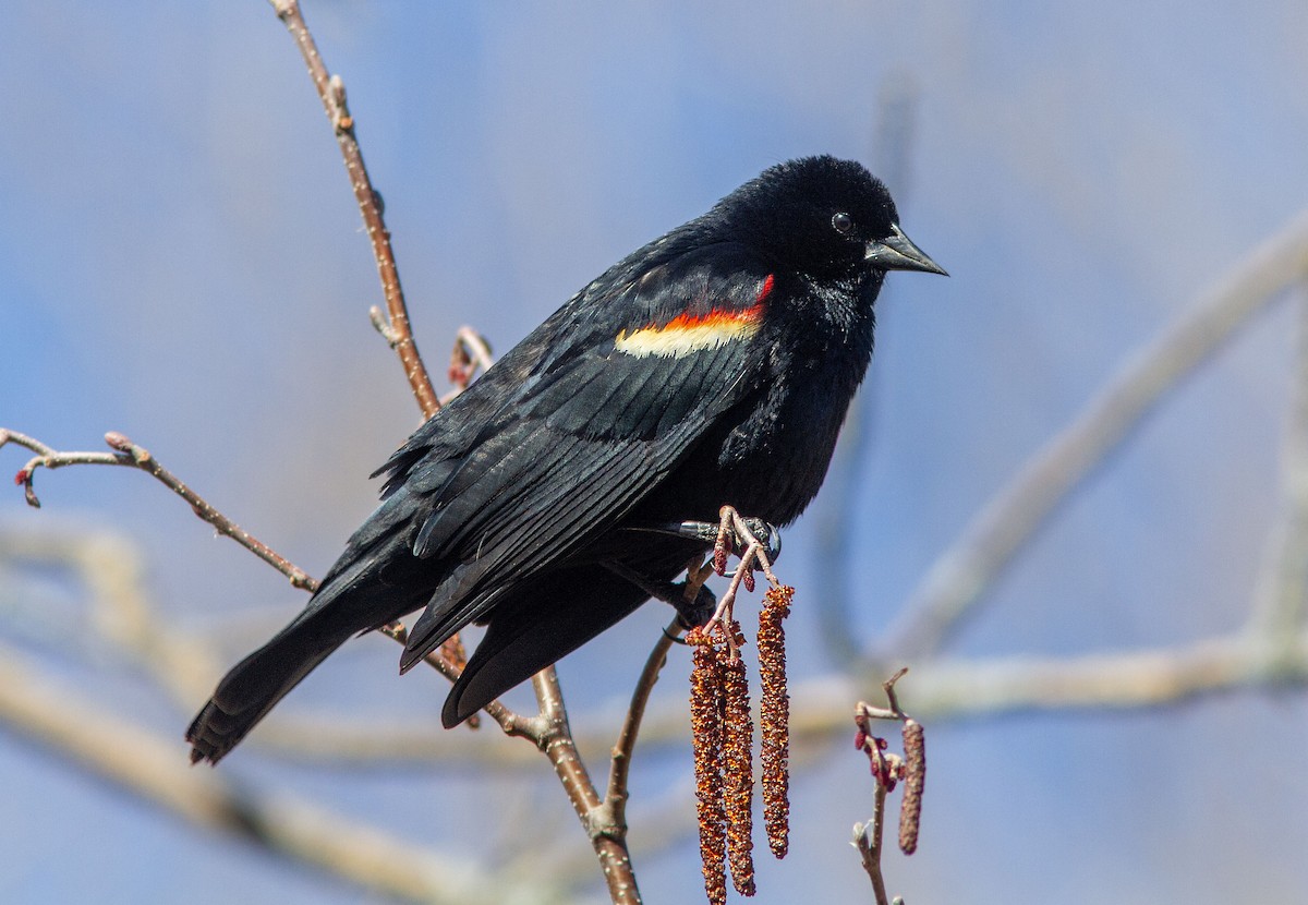 Red-winged Blackbird - ML633978269