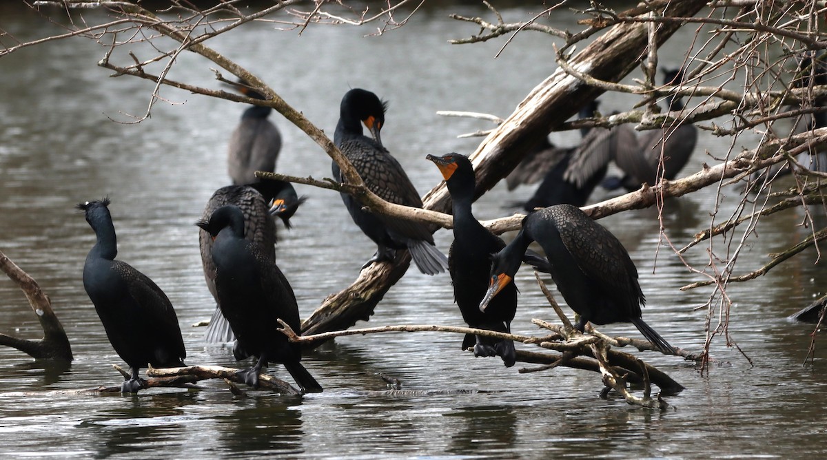 Double-crested Cormorant - ML633978445