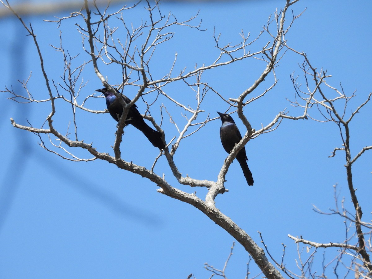 Common Grackle - ML633978465