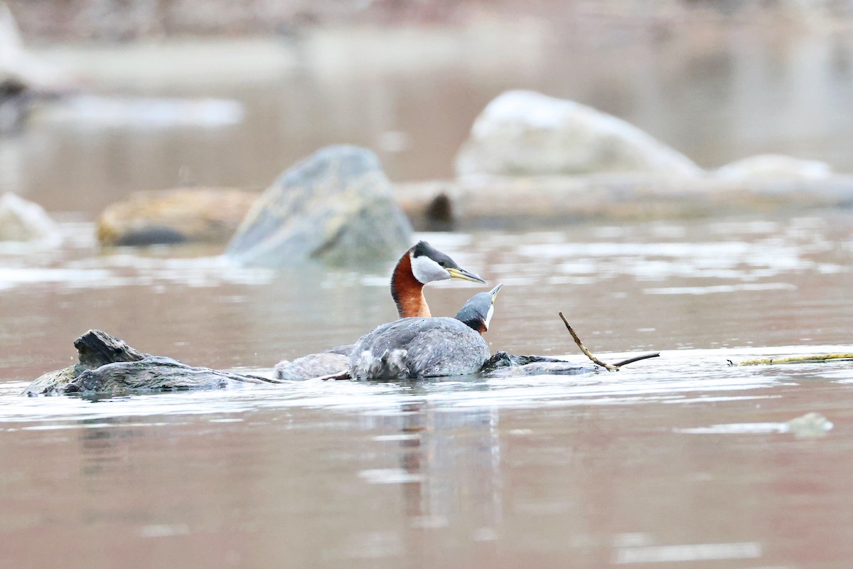 Red-necked Grebe - ML633978472