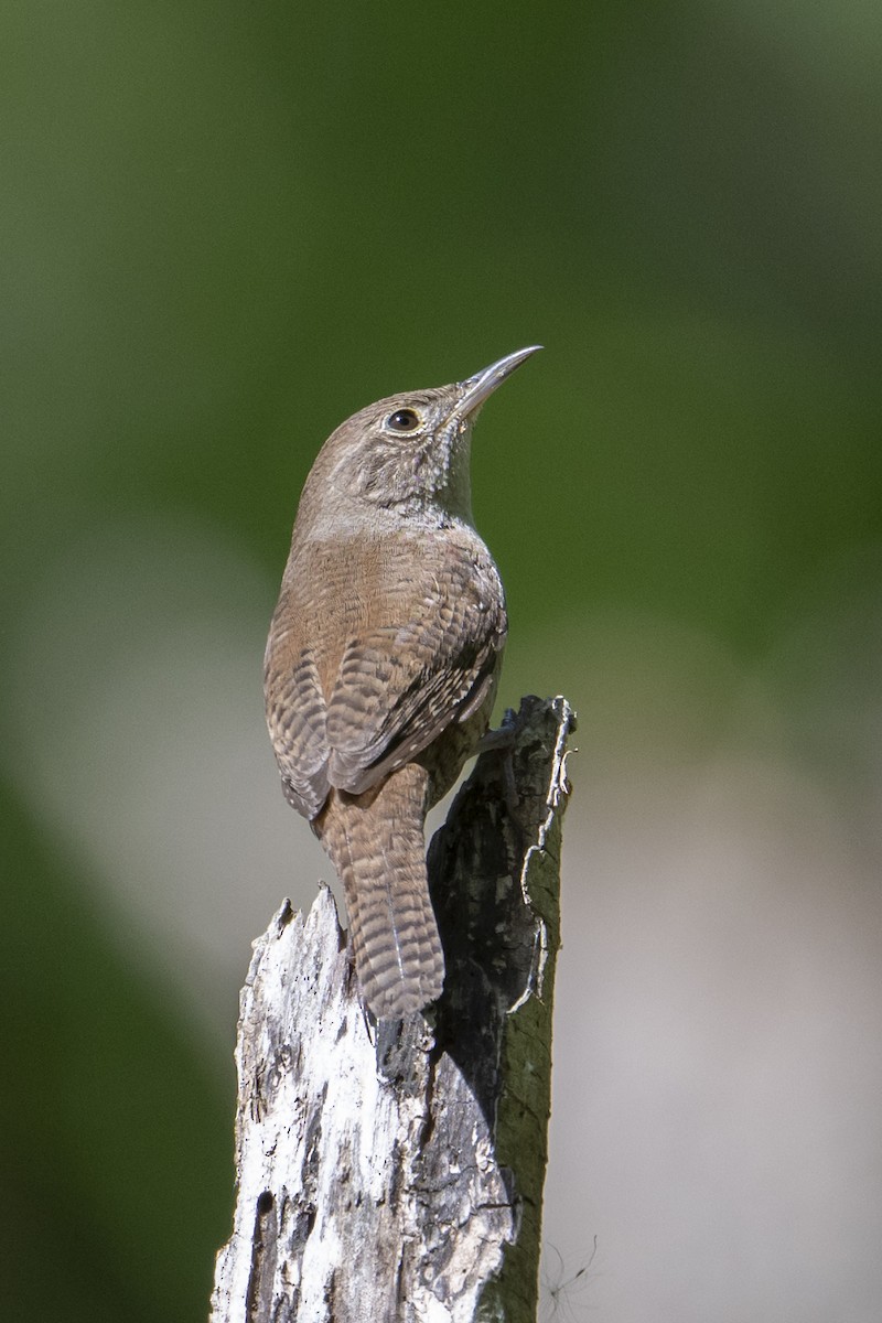 Northern House Wren - ML633978475