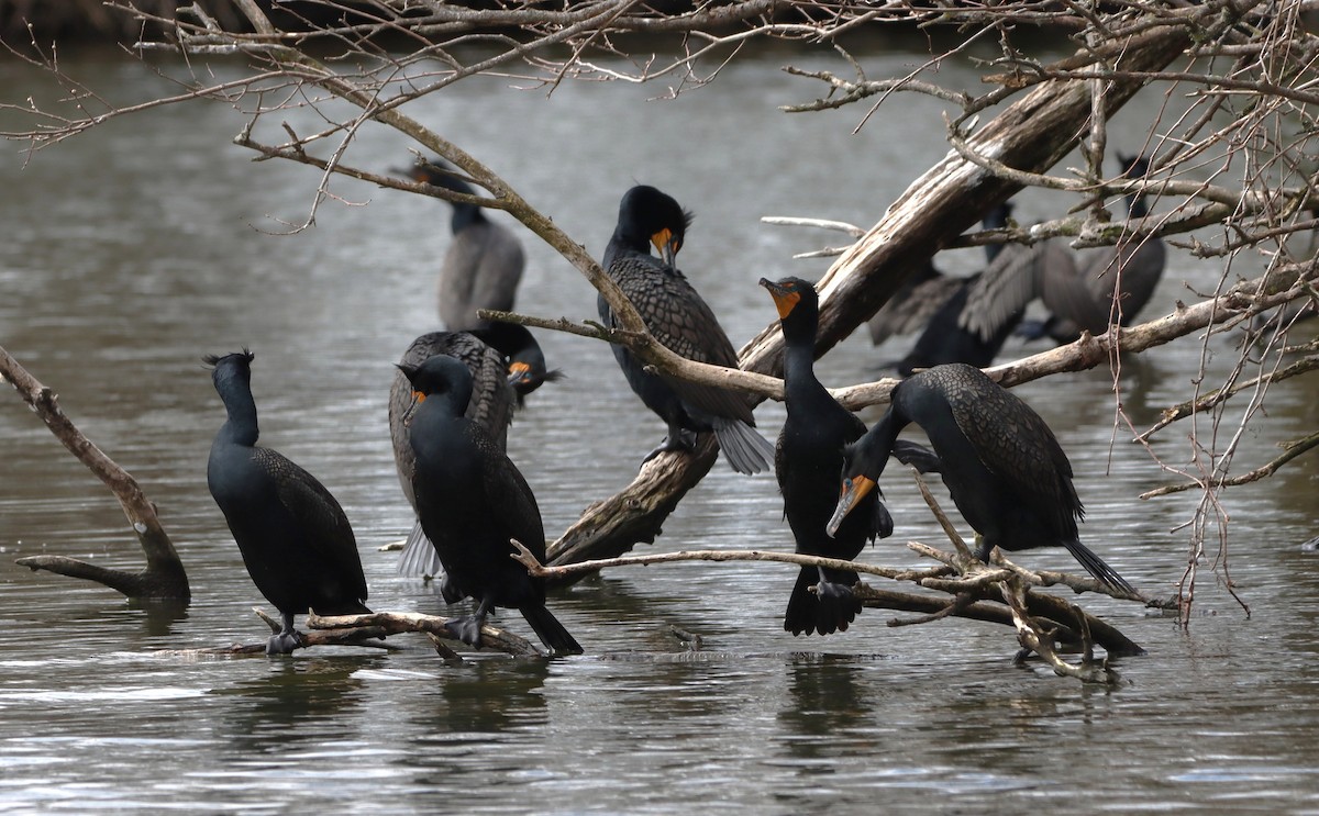 Double-crested Cormorant - ML633978488