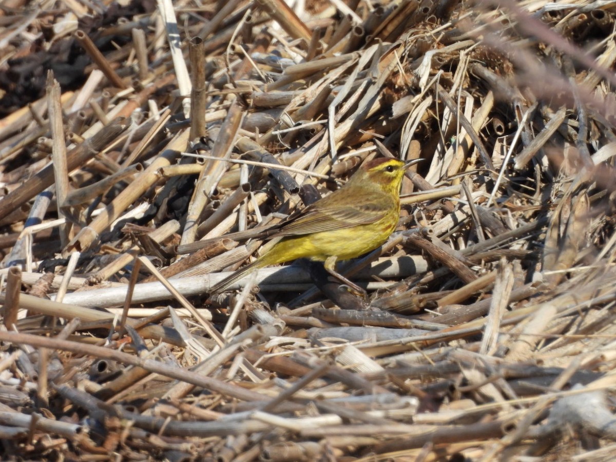 Palm Warbler - ML633978494