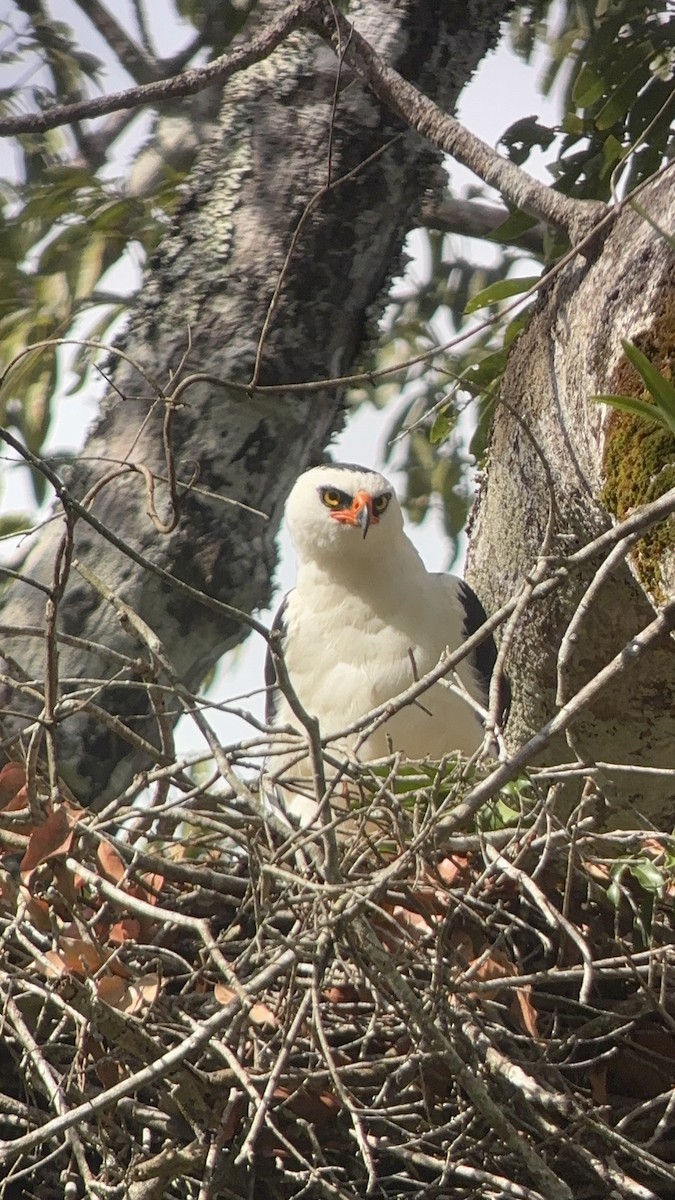 Black-and-white Hawk-Eagle - ML633978517