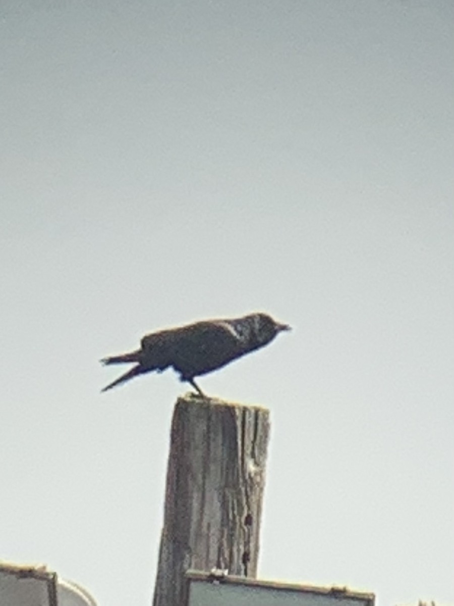 Fish Crow - ML633978525