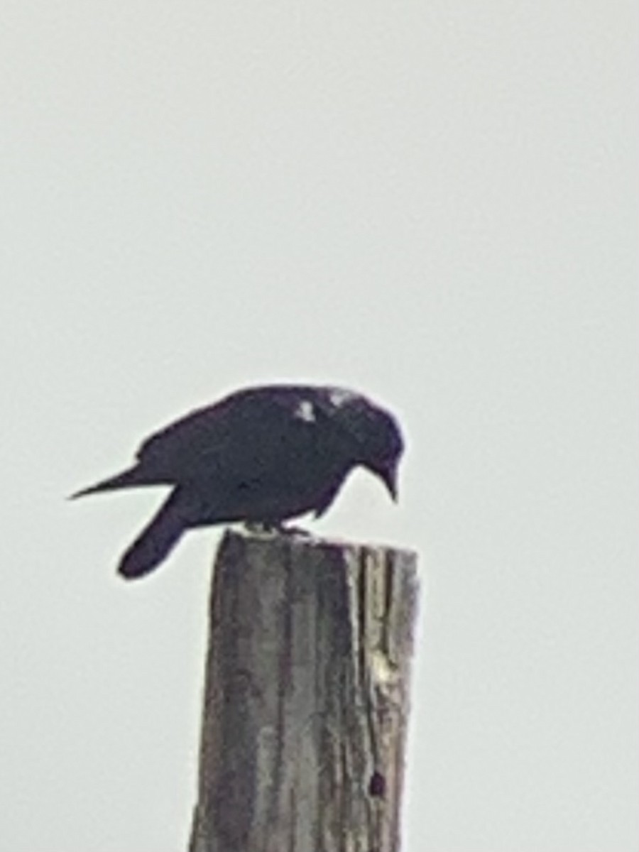 Fish Crow - ML633978537