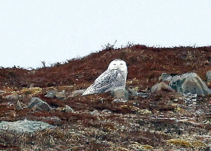 Harfang des neiges - ML633978711