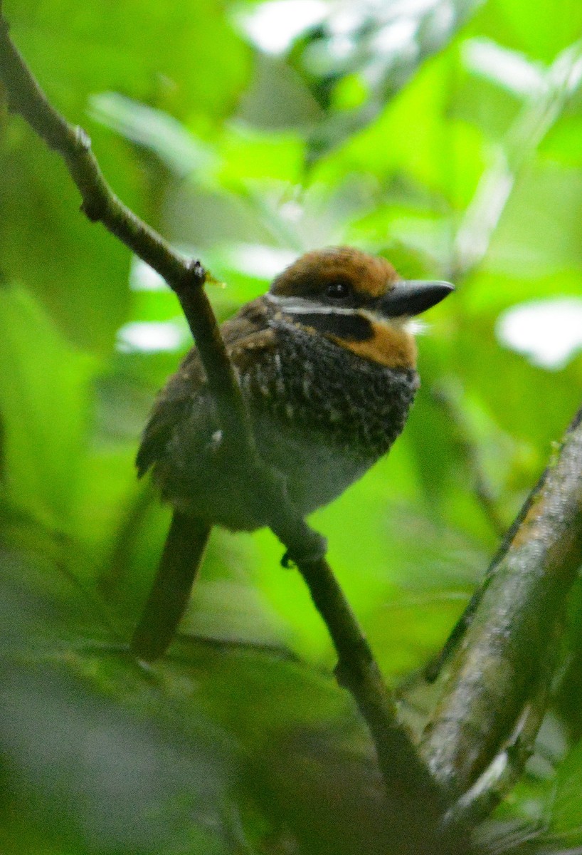 Spotted Puffbird - ML633978747