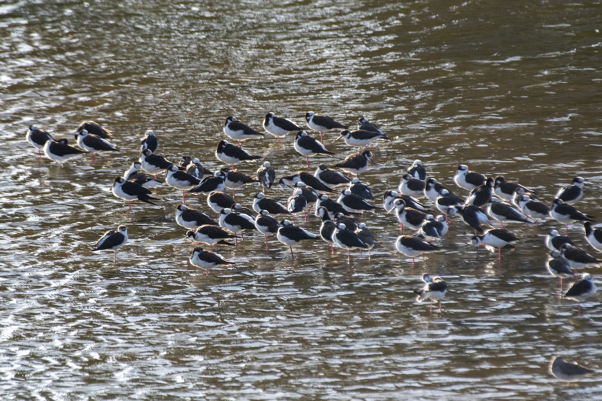 Black-necked Stilt - ML633978802