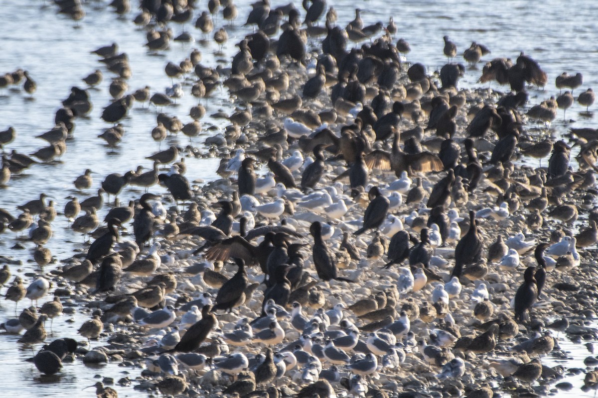Neotropic Cormorant - ML633978815
