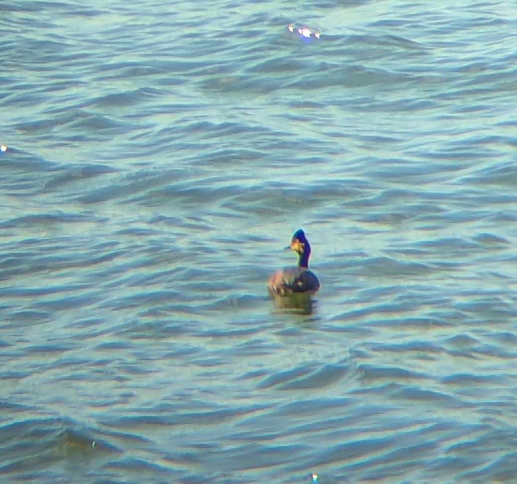 Eared Grebe - ML633978848