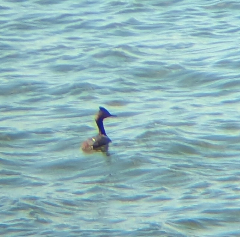 Eared Grebe - ML633978954