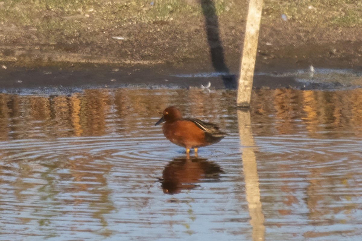 Cinnamon Teal - ML633978963