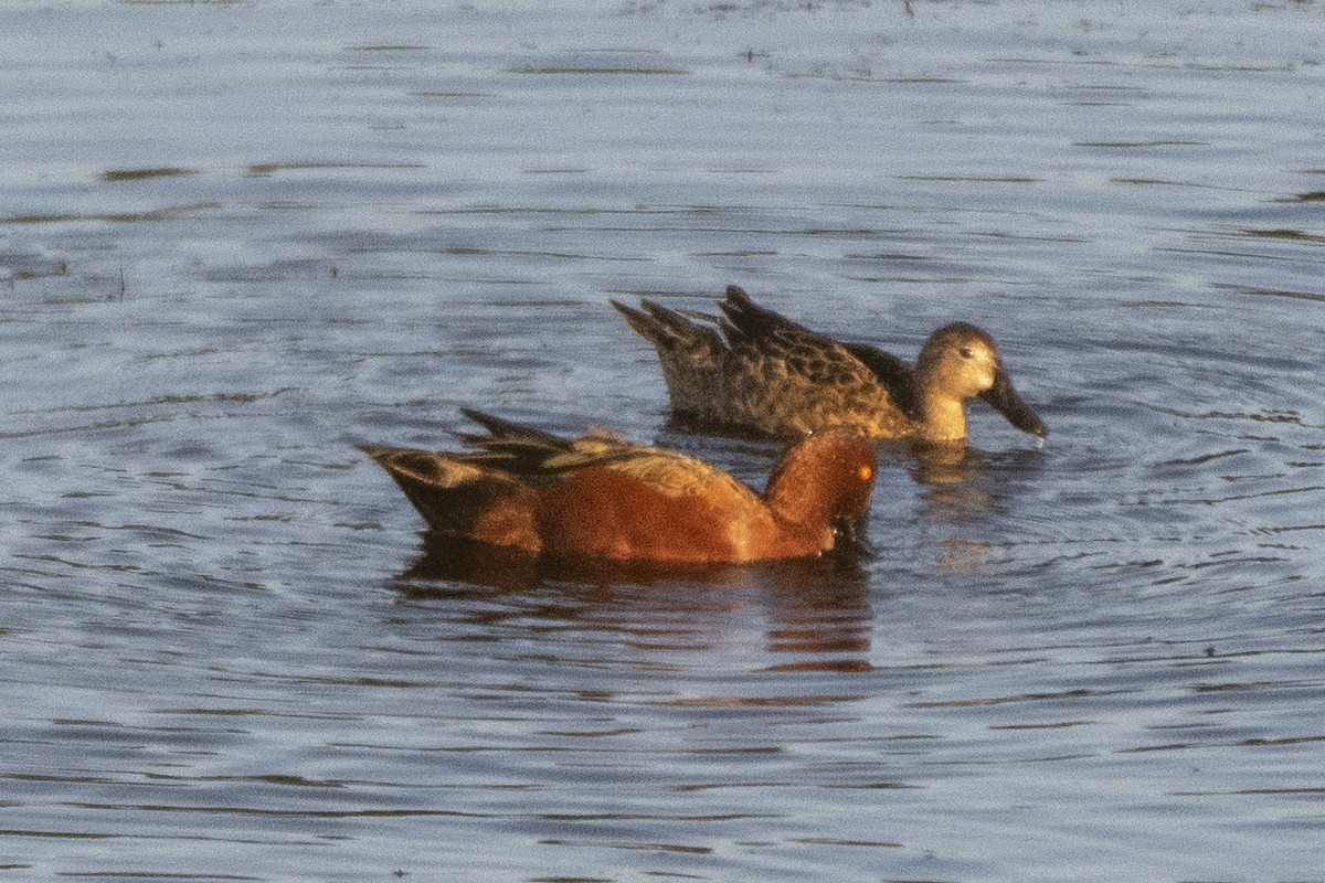 Cinnamon Teal - ML633978968