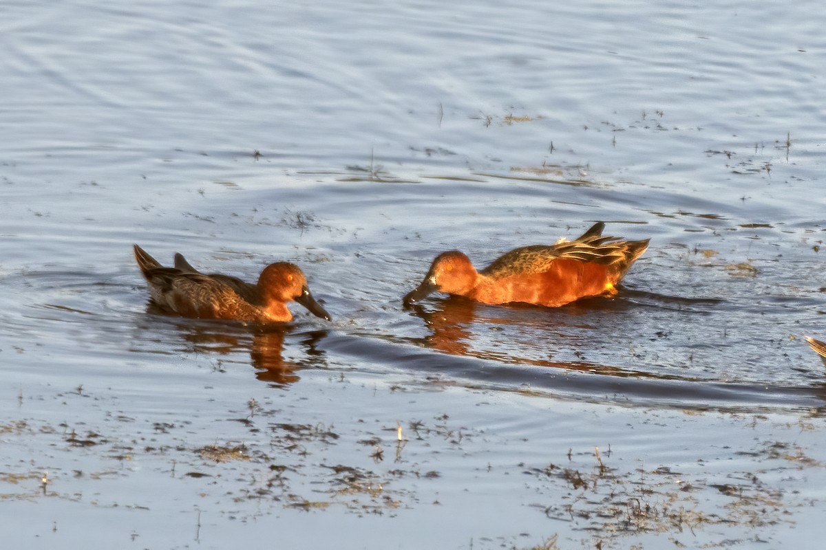 Cinnamon Teal - ML633978969
