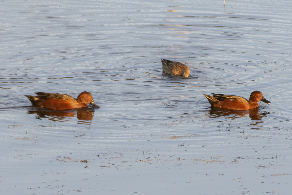 Cinnamon Teal - ML633978970