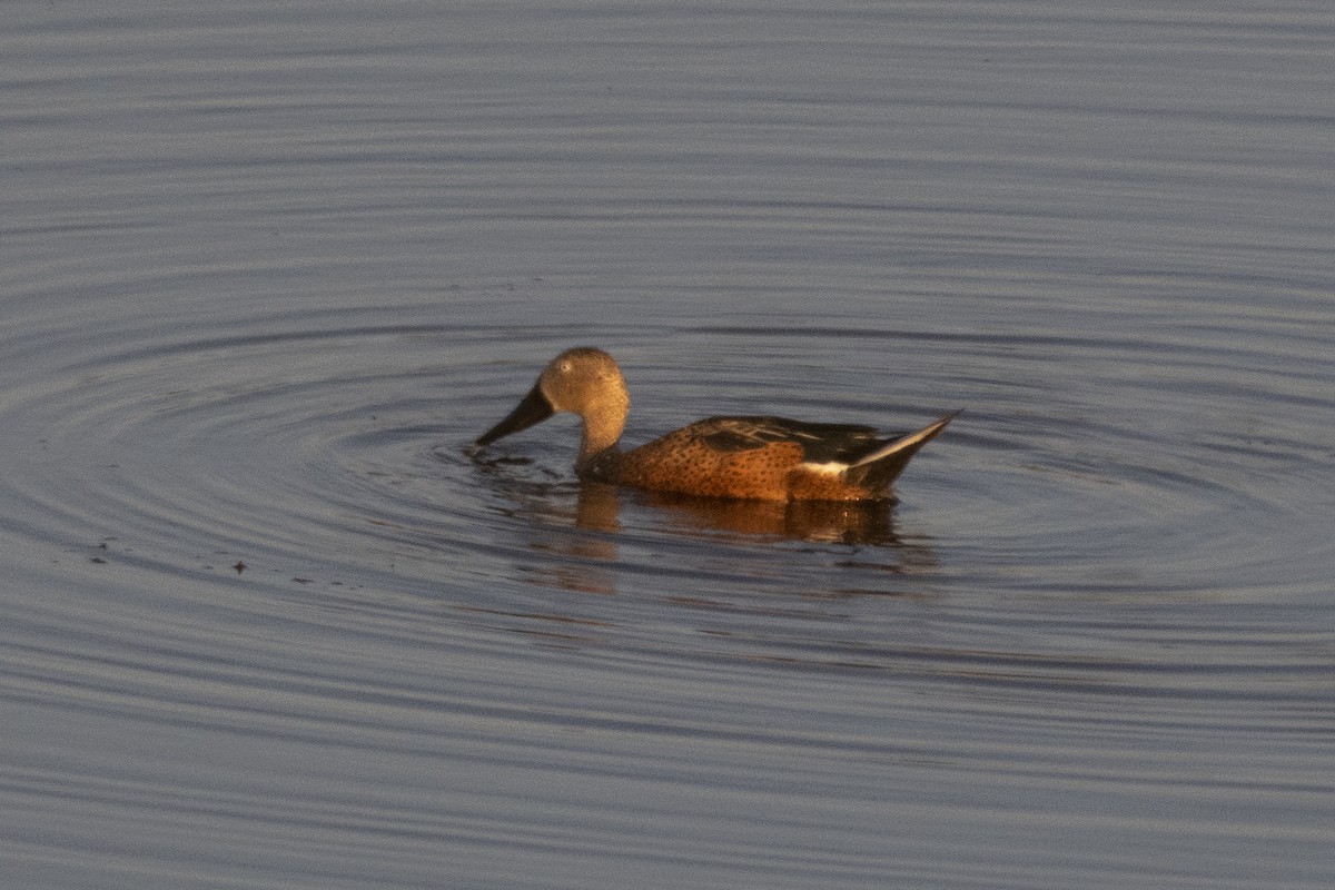 Red Shoveler - ML633978983