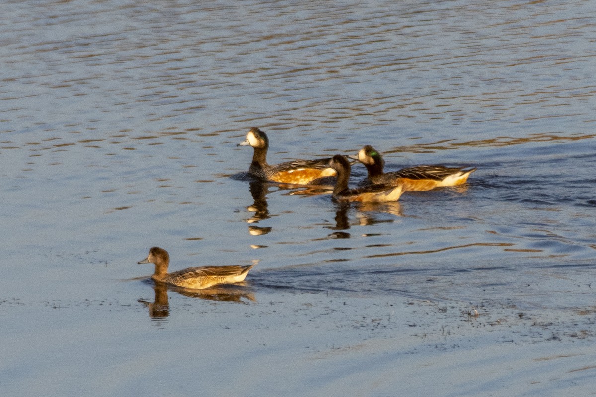 Chiloe Wigeon - ML633978997